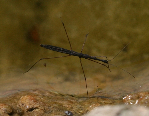 Common Water Measurer