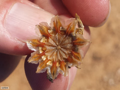 Malephora purpureocrocea