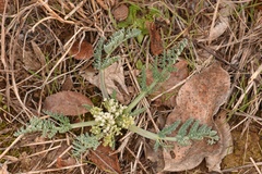 Vesper macrorhizus
