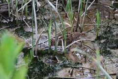 Gallinago gallinago