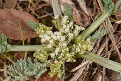 Vesper macrorhizus