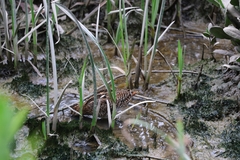 Gallinago gallinago