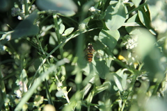Episyrphus balteatus