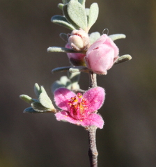 Boronia ternata ternata