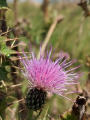 Cirsium hydrophilum hydrophilum