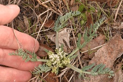 Vesper macrorhizus