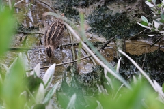 Gallinago gallinago