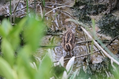 Gallinago gallinago