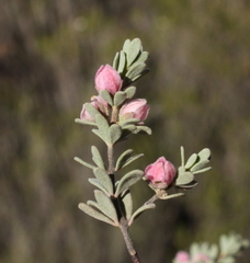 Boronia ternata ternata