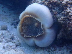 Amplexidiscus fenestrafer
