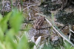 Gallinago gallinago