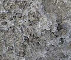 Echinolittorina tuberculata