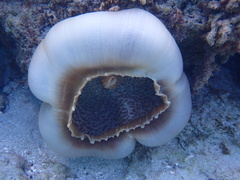 Amplexidiscus fenestrafer