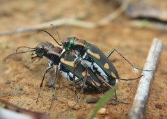 Cicindela guttata