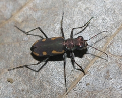 Cicindela guttata