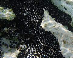 Xenostrobus neozelanicus