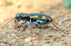Cicindela guttata