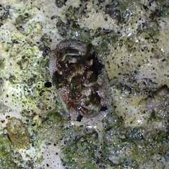 Acanthopleura granulata