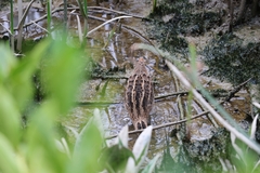 Gallinago gallinago
