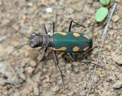 Cicindela guttata
