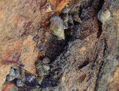 Echinolittorina ziczac