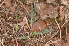 Vesper macrorhizus