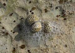 Nerita tessellata