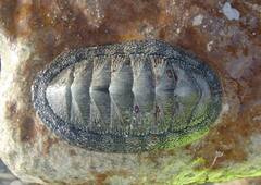 Chiton tuberculatus