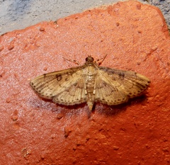 Nacoleia charesalis