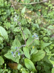 Thyrocarpus sampsonii