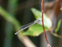 Austrolestes leda