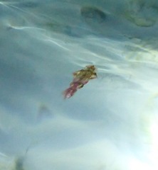 Sepioteuthis sepioidea