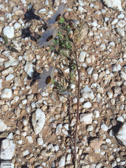 Dimorphotheca pinnata