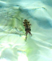 Sepioteuthis sepioidea