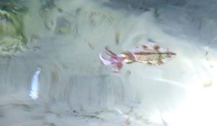 Sepioteuthis sepioidea