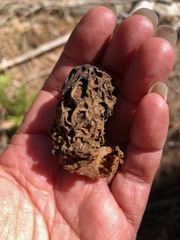 Morchella snyderi