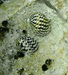 Nerita tessellata