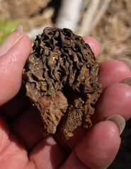Morchella snyderi
