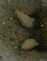 Cerithium litteratum