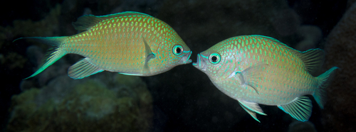 Black -axil chromis (Chromis atripectoralis) — Pomacentridae