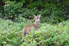 Odocoileus hemionus sitkensis