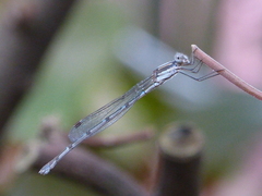 Austrolestes leda