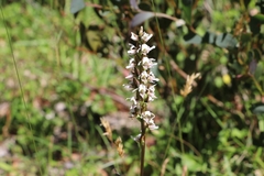 Prasophyllum suttonii