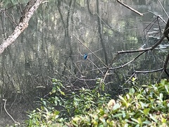 Alcedo atthis bengalensis