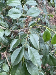Zanthoxylum scandens