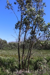 Eucalyptus pauciflora