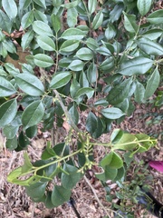 Zanthoxylum scandens