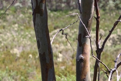 Eucalyptus pauciflora
