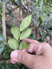Zanthoxylum scandens