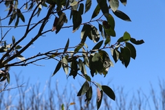 Eucalyptus pauciflora